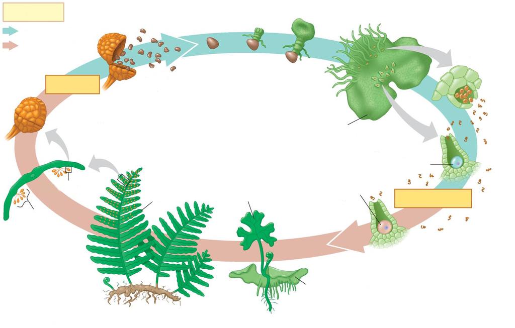 VÄXTFYSILGI LIVSCYKLER RMBUNKAR Spor (n) Haploid (n) Diploid (2n) Meios Sporer Sporangium Anteridium Ung gametofyt (n)