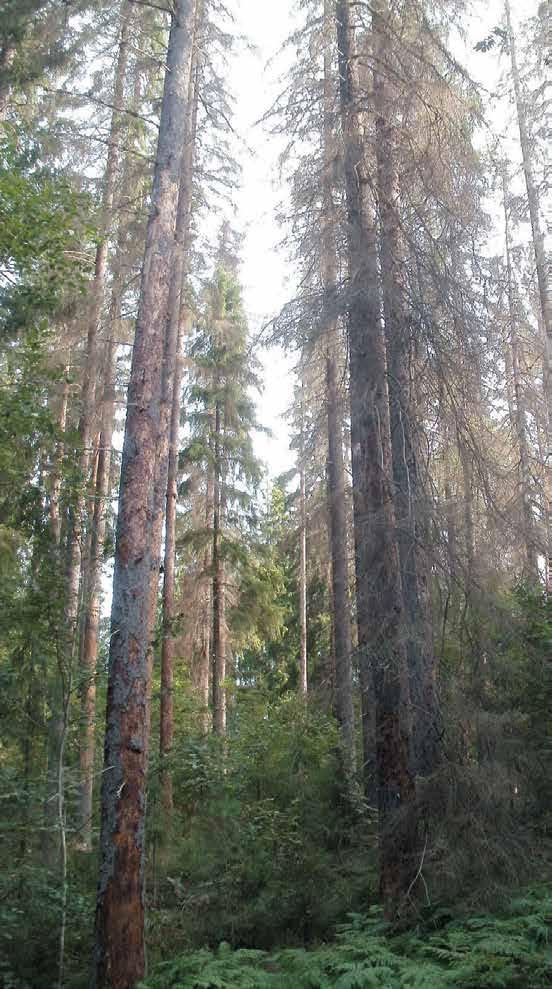 11 Bekämpningen av granbarkborre är ganska begränsad; man kan utföra sök och plock-metoden som utvecklats i Sverige.