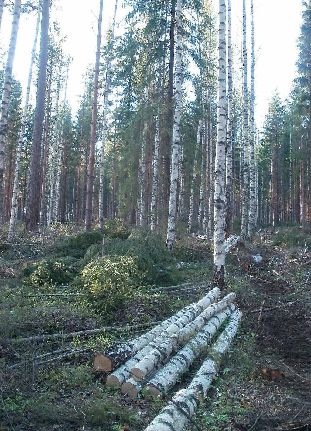 13 Figur 2. Planering och genomföring av avverkningar. 65. De yngsta, 18-35- åringarna och de äldsta, 65 och över, är mindre intresserade av att använda sig av hyggesfritt skogsbruk i sin skog.