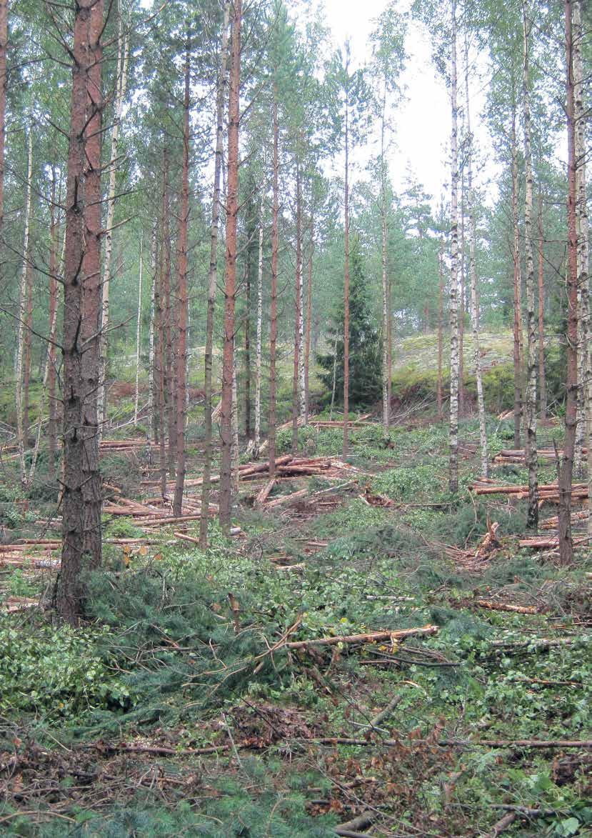 3 Har vi nått en vändpunkt? Ledare: Otto von Frenckell Under ett drygt decennium har skogsindustrins nyheter bestått av negativa sådana.