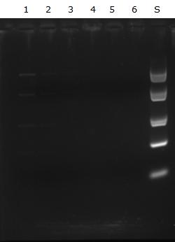 Figur 1. AMPure XP kontra hemmagjorda magnetkulor blandade med 1 kb Generuler standard, med olika spädningar, i 2 % agarosgel.