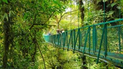 Dag 8 Monteverde: Molnskogen Vi går upp tidigt för att utforska Höngbroarna i Monteverde molnskogen.