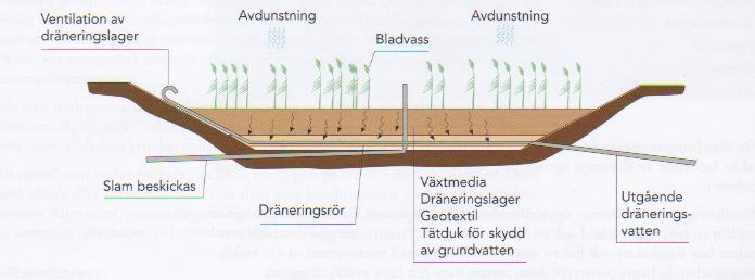 Sektionsskiss av en vassbädd. Bildkälla: Avloppsteknik 3, kap 24, sid 52 Vassbäddar dimensioneras vanligtvis för 50-100 kg TS per m 2 och år.
