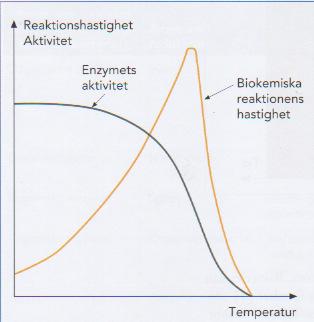 Temperaturens inverkan på bakteriers tillväxtförlopp.