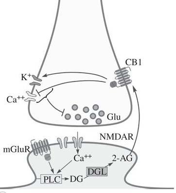 Cannabinoider Receptorn presynaptisk, signalen