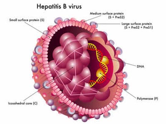 Hepatit B varför bry sig?