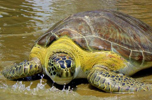 Costa Rica kust till kust - 12 dagar! Under denna 12 dagars resa upplever du vackra stränder vid Karibien och stilla havet. Du beskådar Tortugueros kanaler och utforskar området runt Arenal vulkanen.