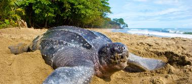 Dag 9 - Manuel Antonio Dagen är fri för att njuta av stranden och havet. För dem som önskar kan man ta en tur till den närliggande nationalparken.