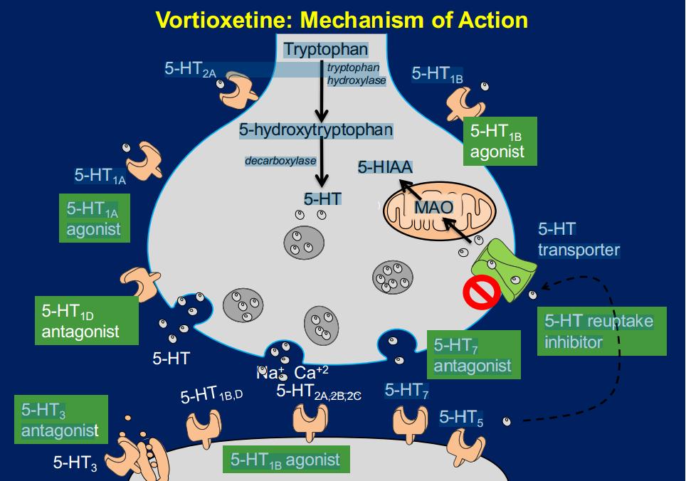 vortioxetine Actions at several G-protein linked receptors: agonist actions at 5HT1A partial agonist actions at 5HT1B antagonist actions at 5HT1D
