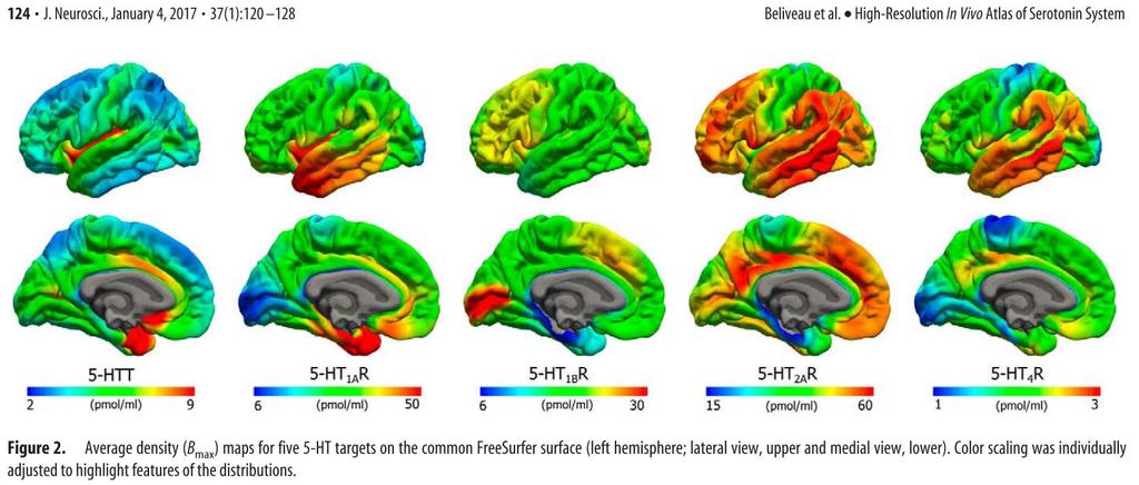 Alla neuron har inte alla 5HT-receptorer i samma utsträckning Receptorerna 5HTT (