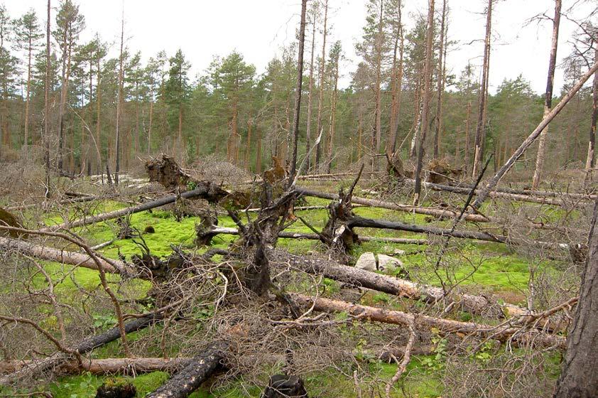 Vegetationen Då branden tog så hårt att stora delar av förnan också brann upp, särskilt i de mer exponerade höjdlägena, så är den efterföljande blomningen inte särskilt rik och fältskiktet är glest