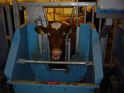 17/11/2014 Liggbeteende hos kor som blir sjuka vid kalvning Mäta foderintag: Mäta faktiskt foderintag är dyrt Men mäta