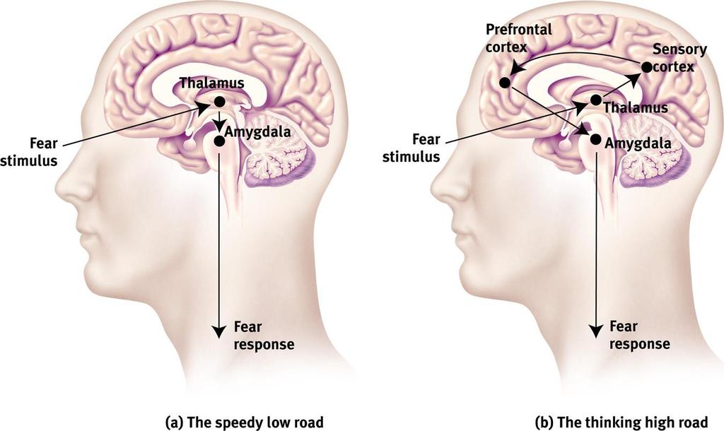 Emotion och kognition Vissa stimuli (ex.