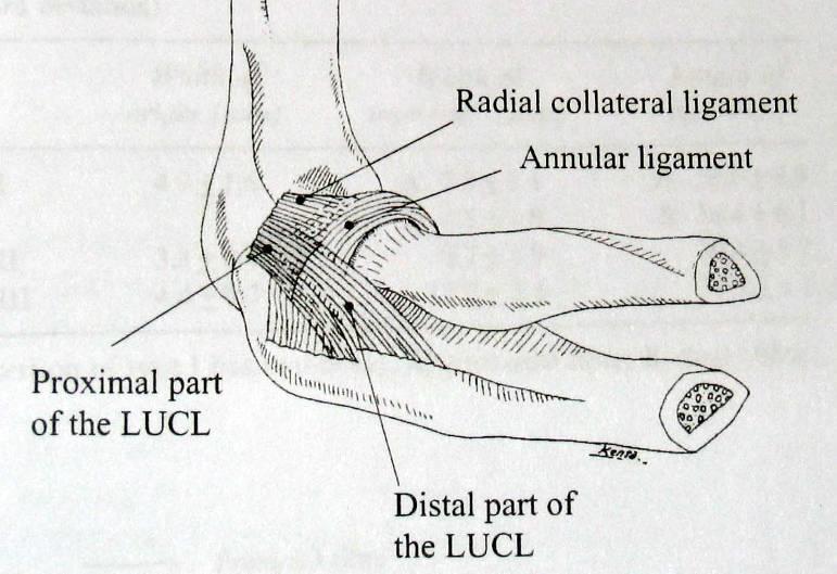 Ledband Laterala collaterallig Radialsidan Fäster på ulna Uppspänt under hela