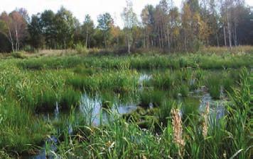Område 3 och 4 översilning - våtmark - dammar - meandring Område 3 ligger intill Ekbackens naturreservat och innebär att natur- och rekreationsvärden stärks inom området.