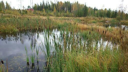 Figur 9. Anlagd våtmark i Finland. Foto: Sirpa Piirainen. 4.