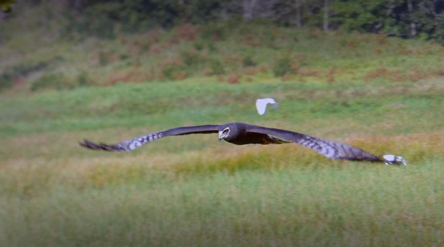 6 Striated Heron Butorides striata 3 Nariva Swamp 17.3. Observerad 2 dagar totalt 7 Western Cattle Egret Bubulcus ibis 1 Crown Point 12.3, Tämligen allmän Wallerfield 14.