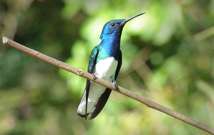 69 Little Hermit Phaethornis longuemareus 1 Asa Wright Nature Centre, Trinidad 14.3 och 5 Yarette 19.3 70 White-necked Jacobin Florisuga mellivora Allmän Asa Wright Nature Centre, Trinidad 12-15.