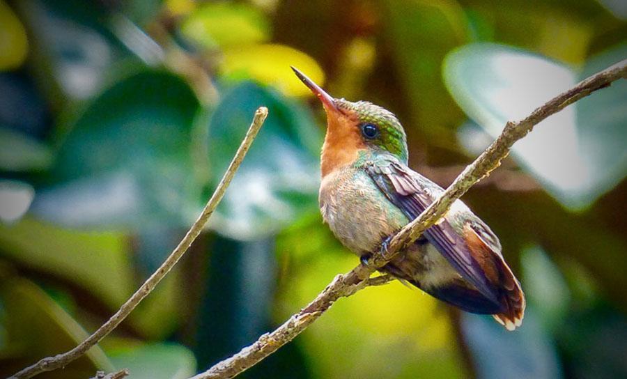 3 72 Green-throated Mango Anthracothorax viridigula 1 Caroni Swamp NP, Trinidad 18.3 och 5 Yarette 19.
