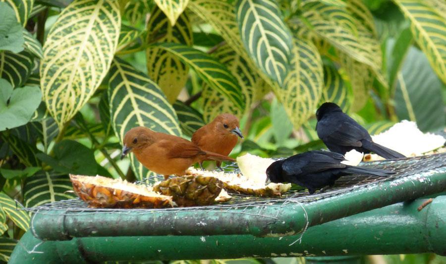 3 162 Bananaquit Coereba flaveola Tämligen allmän Grand Riviére 16.3. Observerad 7 dagar totalt Tjuviga Bananaquit på frukostbordet.