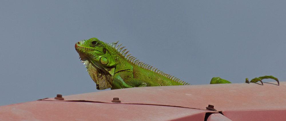 Grön Leguan, en stor rackare på hustaket. Foto: Gigi Sahlstrand Några intressanta däggdjur, reptiler och sködpaddor 1.