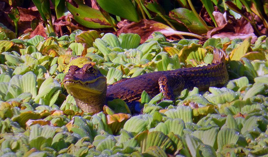 Golden Tegu Lizard Tupinambis teguixin Sedd med flera ex vid Asa Wright 12-15/3. 4. Grön leguan Iguana iguana Crown Point, Tobago 12/3 5.