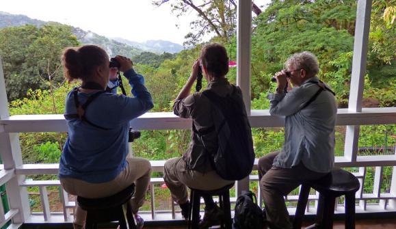 Bor på Sandy Point Hotel, Crown Point, Tobago Flera olika arter ville äta ur kolibriernas matningar, bl a Bananaquit och Purple Honeycreeper. Foto: Gigi Sahlstrand Gänget börjat samlas inför frukost.