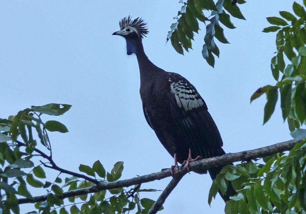 Trinidad Piping Guan, akut hotad men nu ökar populationen Foto: Gigi Sahlstrand Artlista fåglar 1 Little Tinamou Crypturellus soui 1 hörd