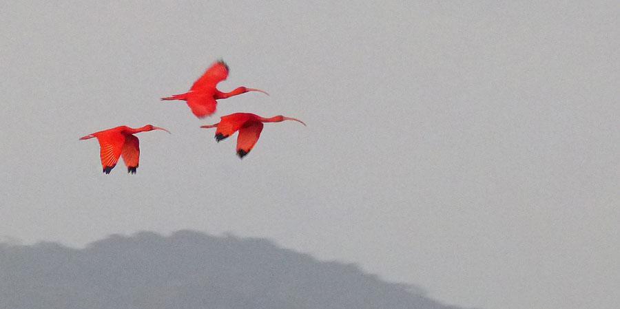 3 3 American Flamingo Phoenicopterus ruber 3 Caroni Swamp NP, Trinidad 18.3 4 Scarlet Ibis Eudocimus ruber 3000 Caroni Swamp NP, Trinidad 18.