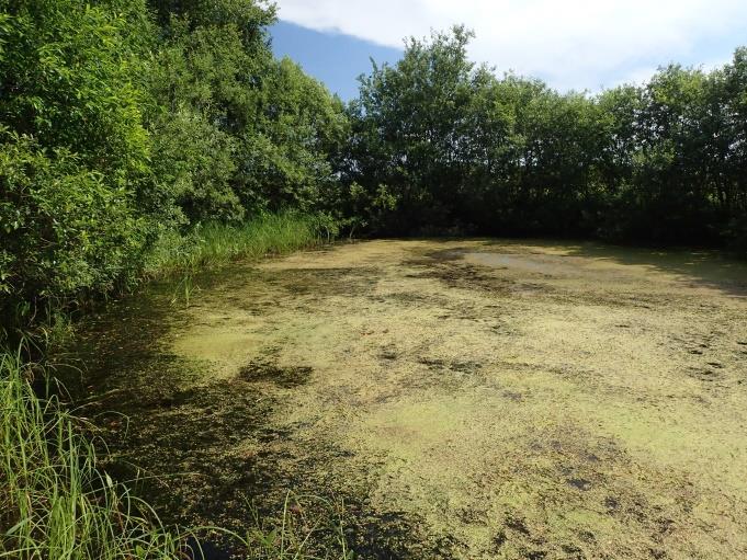 Vattenytan täcks helt av vattenpest och andmat och på de branta kanterna växer en trivial flora med bland annat sälg och olika gräsarter som t ex