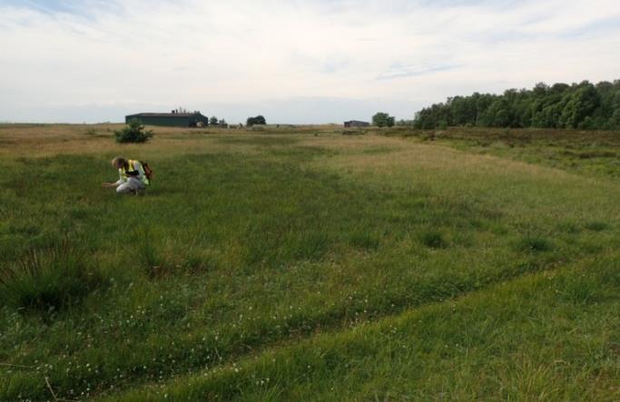 Öster och norr om området finns fina flora- och insektsmarker knutna till de torrare markerna med klockljung vilka inte ingår i åtgärdsförslaget (figur 11).