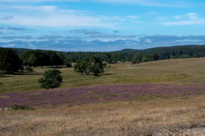 Område 3 saknar, precis som område 2, vatten för groddjur och även i detta område vill vi skapa nya vatten för strandpaddan genom att ta bort grässvål och skapa ett gytter av djuphålor där paddorna