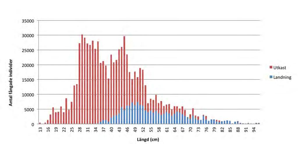Figur 2.3.21. Antal torskar som landats och kastats per längd (cm) i bottentrålfisket efter kräfta och fisk utan rist i Skagerrak 2015. Figur 2.3.22.