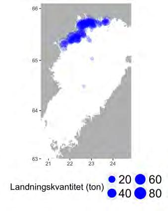 Aqua reports 2018:3 2.5. Fiske efter siklöja med bottentrål Fisket efter siklöja med trål sker på senhösten i anslutning till fiskens lek i Norrbottens skärgård (Figur 2.5.1 a).