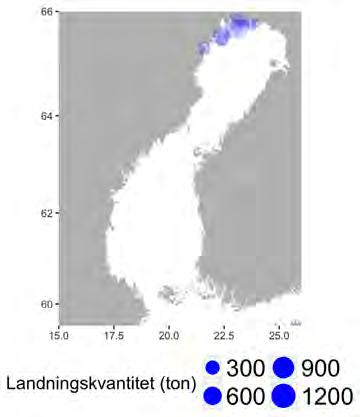 Fartygen använder i huvudsak bottentrål och fiskar i par.