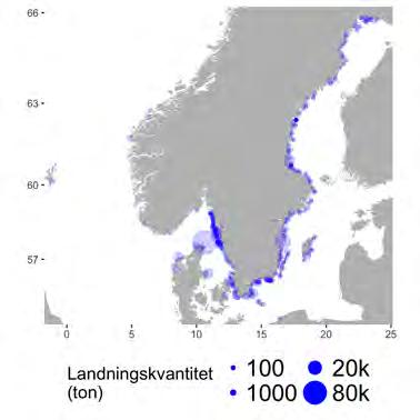 torskfiskar, räka, hummer, rödtunga) och de som fiskar pelagiska arter (t.ex. sill/ strömming, skarpsill, makrill, och tobis).