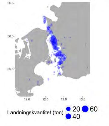 Aqua reports 2018:3 Lomma (Lund), Sletten i Danmark och Limham (Malmö) i vilka nära 70 procent av fångsten landades 2015. Figur 2.10.1. Utbredning av a) fiskeplatser (rapporterade landningar) och b) landningshamnar i fisket med passiva redskap i Öresund 2015.