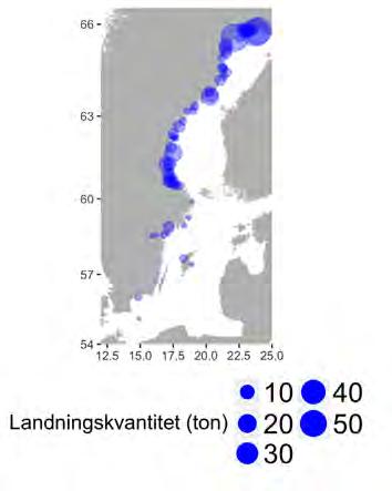Utbredningen av hamnar där laxen landas speglar i stort utbredningen av fångster, men de viktigaste hamnarna för landning av lax är Luleå, Nikkala och Seskarö där 15 procent vardera av laxen landades