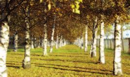 Tabell 1. Sammanfattning av effekterna på den genetiska variationen inom och mellan populationer av de tre evolutionära faktorerna, naturligt urval, genflöde och genetisk drift.