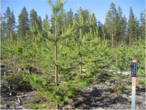 En avkommeprövning av tall. Totalt finns det mer än 200 sådana här fälttester i det svenska förädlingsprogrammet för tall.