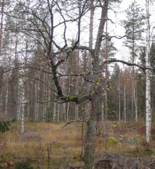 ekoparkerna. Enligt respektive ekoparksplan med data om bland annat ekologisk leveranstid, kärnområden och målbilder, verkar förutsättningarna att genbevara skogsträd mycket goda.