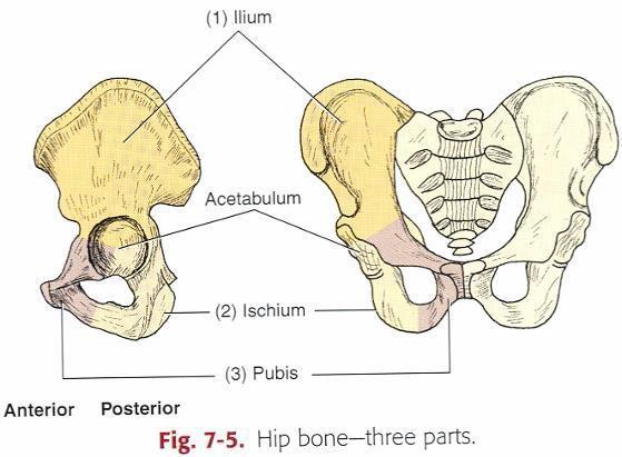 Acetabelum Foramen