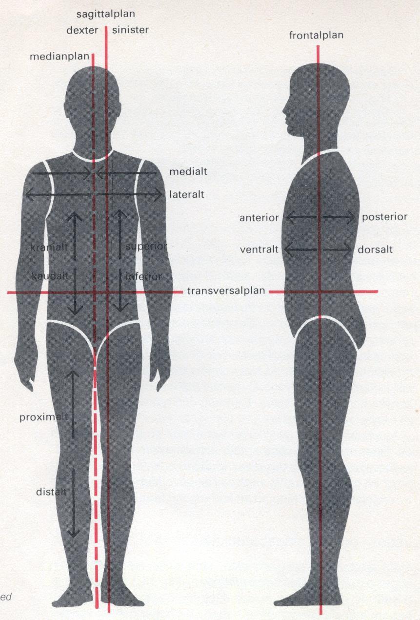 Läges- och riktningsangivelser Bålen Kranial - Som ligger åt huvudet till Kaudal som ligger åt svansen till Superior övre Inferior - nedre Anterior främre Posterior - bakre Ventral