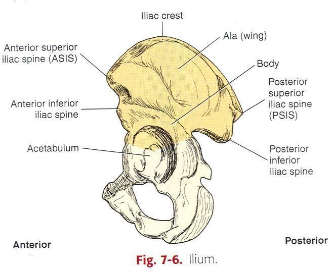 Utskott på os ileum och os ischii Crista iliaca Spina iliaca superior anterior