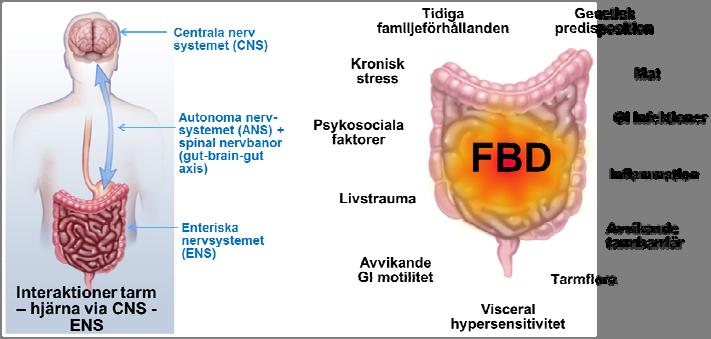 Funktionell tarmsjukdom (FBD) - Patofysiologi IBS Helheten är viktig Väl valda tester & trygg Psykosocial anamnes diagnos Värdera QoL,