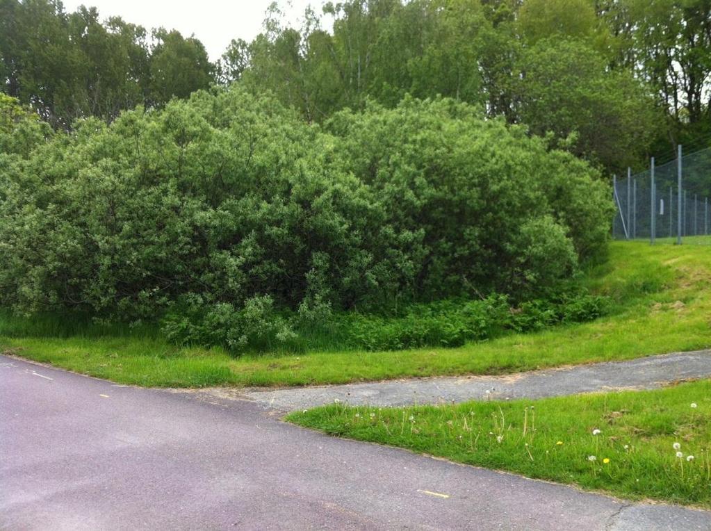 Bild 10 Befintligt lågområde söder om planområdet Det är viktigt att så mycket dagvatten som möjligt tas omhand i ursprungspunkten, för att minska belastningen på lågområden och skapa goda