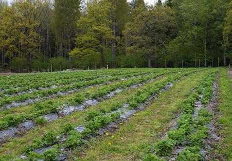 Ge jordgubbarna rätt förutsättningar Ekologisk odling handlar om att skapa rätt förutsättningar för jordgubbsplantan så att den håller sig frisk och produktiv.