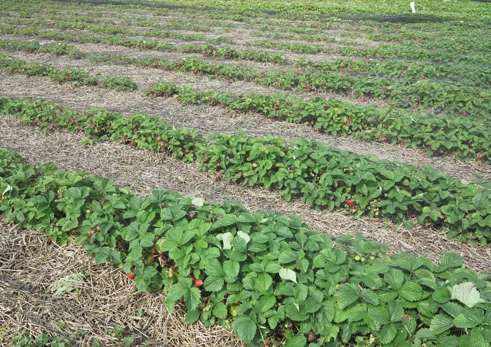 Skador av syrebrist syns ofta som fläckar i fälten, plantorna blir små och ljusgröna i färgen. Tänk på att det kan finnas jordlager med låg genomsläpplighet på annars väldränerade jordar.