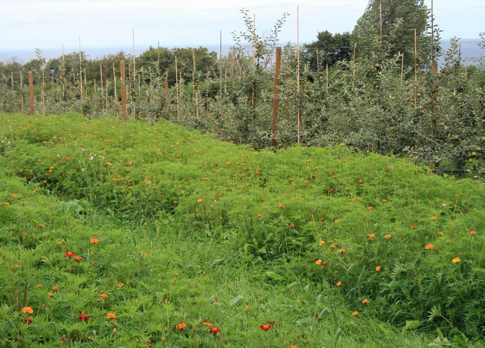 Här provar en fruktodlare tagetes som nematodsanering.