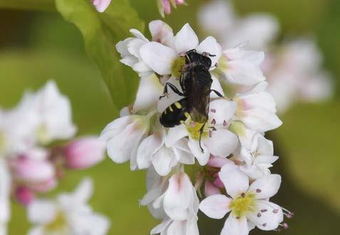 vägkanter kupor för solitärbin konstgjorda bon för humlor. Flera av åtgärderna går ut på att öka mängden blommor i och kring fälten och att förlänga blomningsperioden.